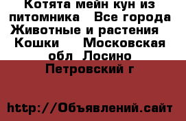 Котята мейн-кун из питомника - Все города Животные и растения » Кошки   . Московская обл.,Лосино-Петровский г.